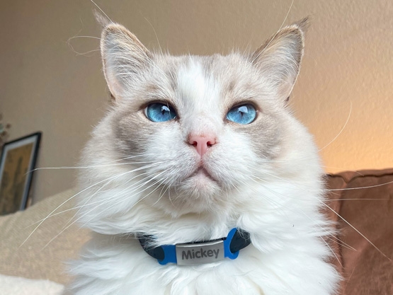 Personalizowany identyfikator dla psów i kotów