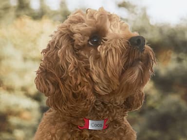 Personalizowany identyfikator dla psów i kotów