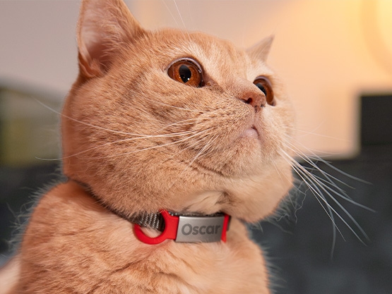 Personalizowany identyfikator dla psów i kotów