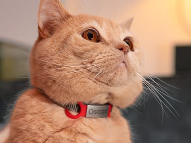 Personalizowany identyfikator dla psów i kotów